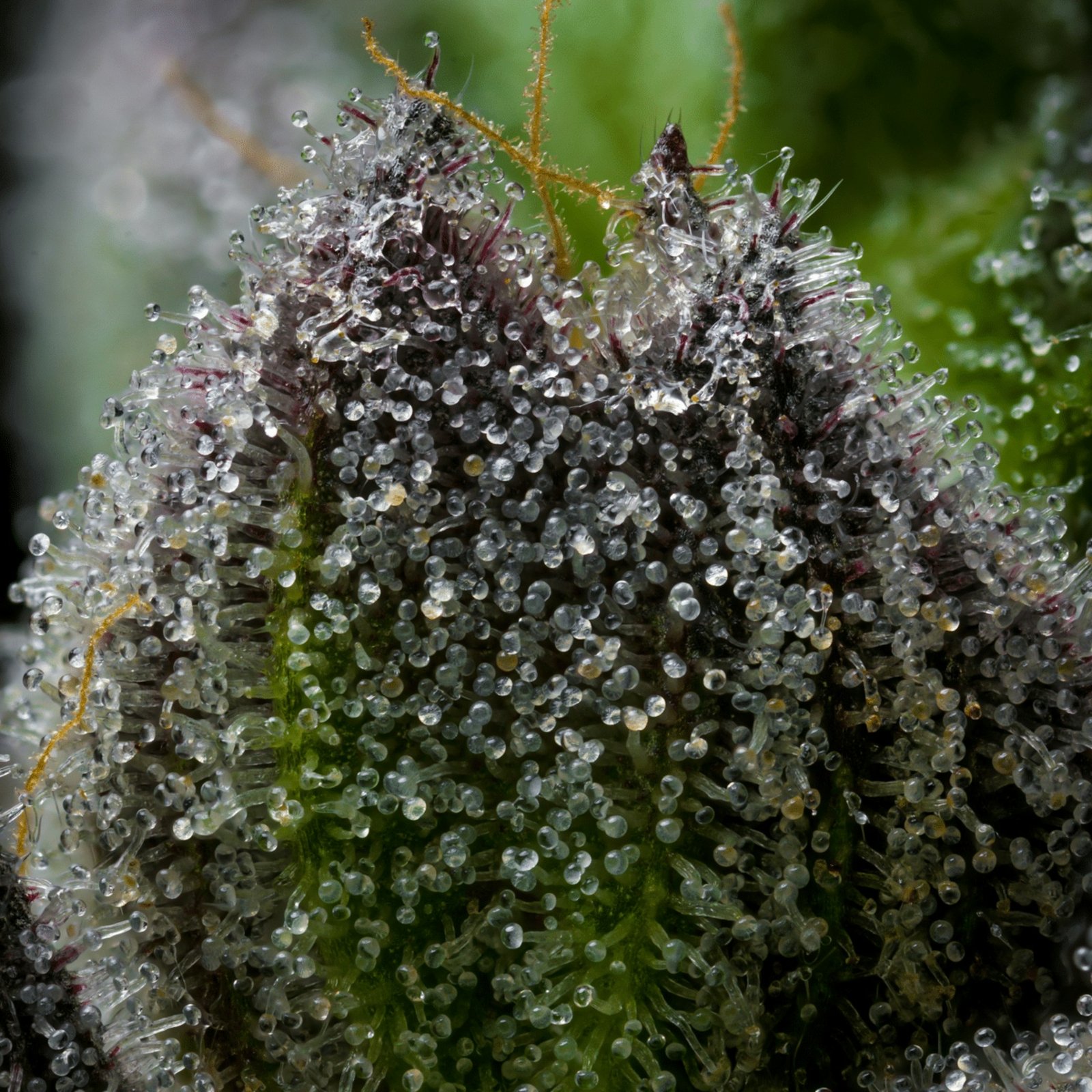 Wie du den richtigen Erntezeitpunkt für deine Cannabis Pflanzen bestimmst: Trichome