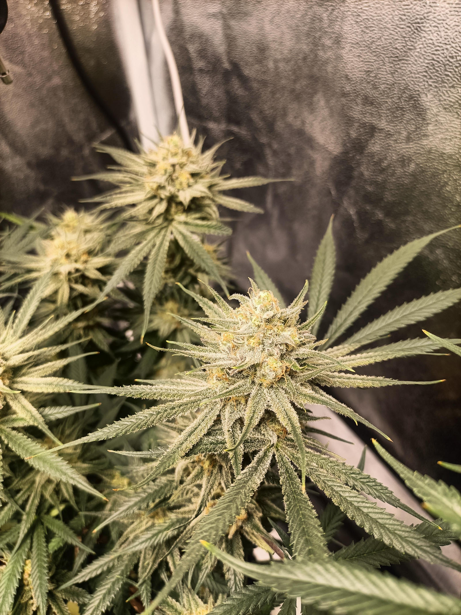 RQS Royal Highness: Genetisch instabil, mittelmäßiger Rauch