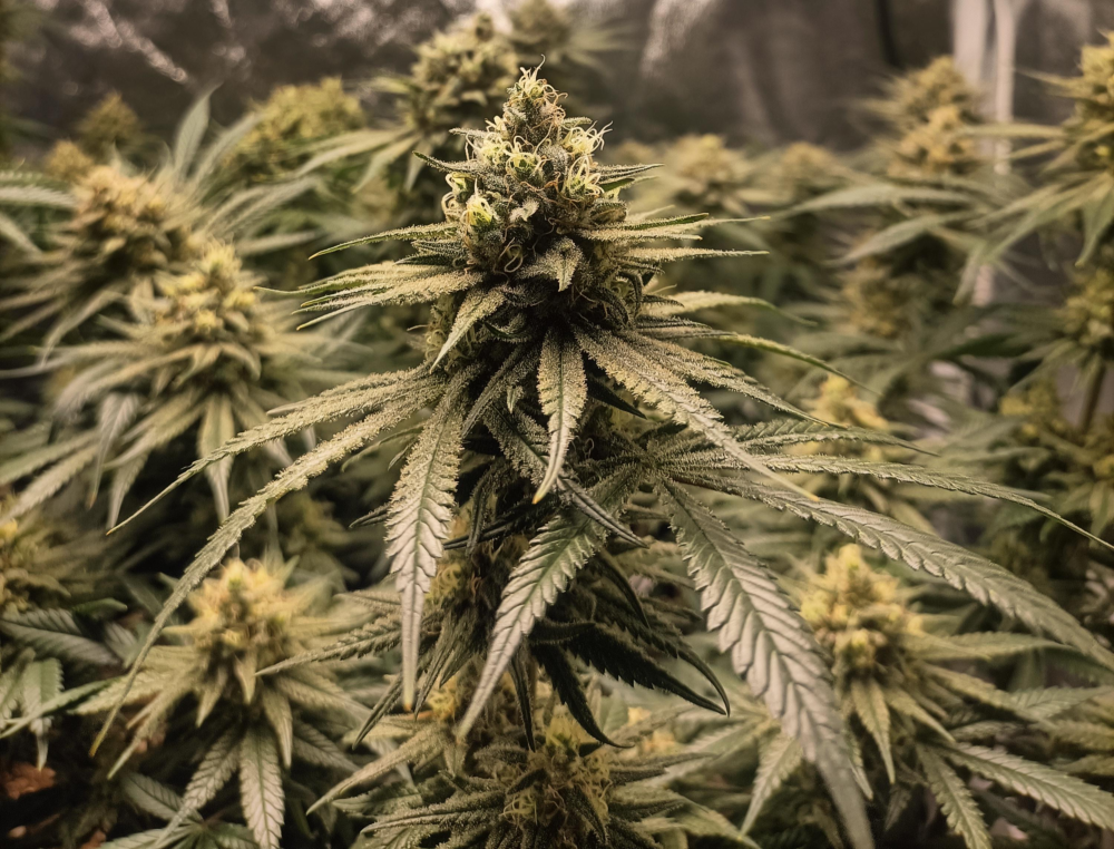 Schnellere Blüte durch kürzere Beleuchtungszeiten?