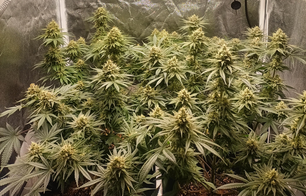 Wie Phänotypen deine Ernte beeinflussen