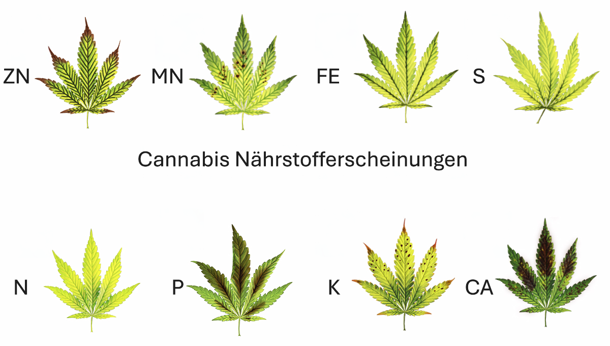 Nährstoffmängel bei Cannabispflanzen: Ursachen, Symptome und Lösungen