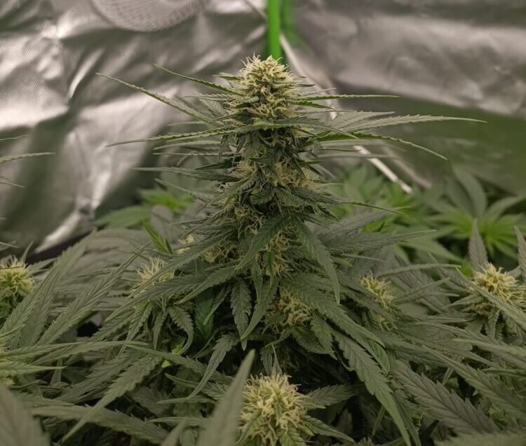 Überdüngung bei Cannabis, was kannst du tun?