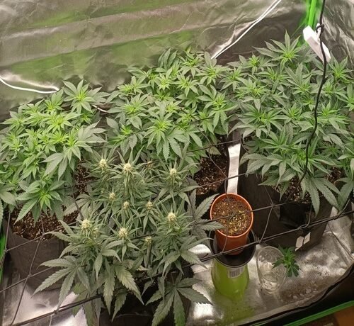 SCROG: Das ultimative Training für dein Cannabis