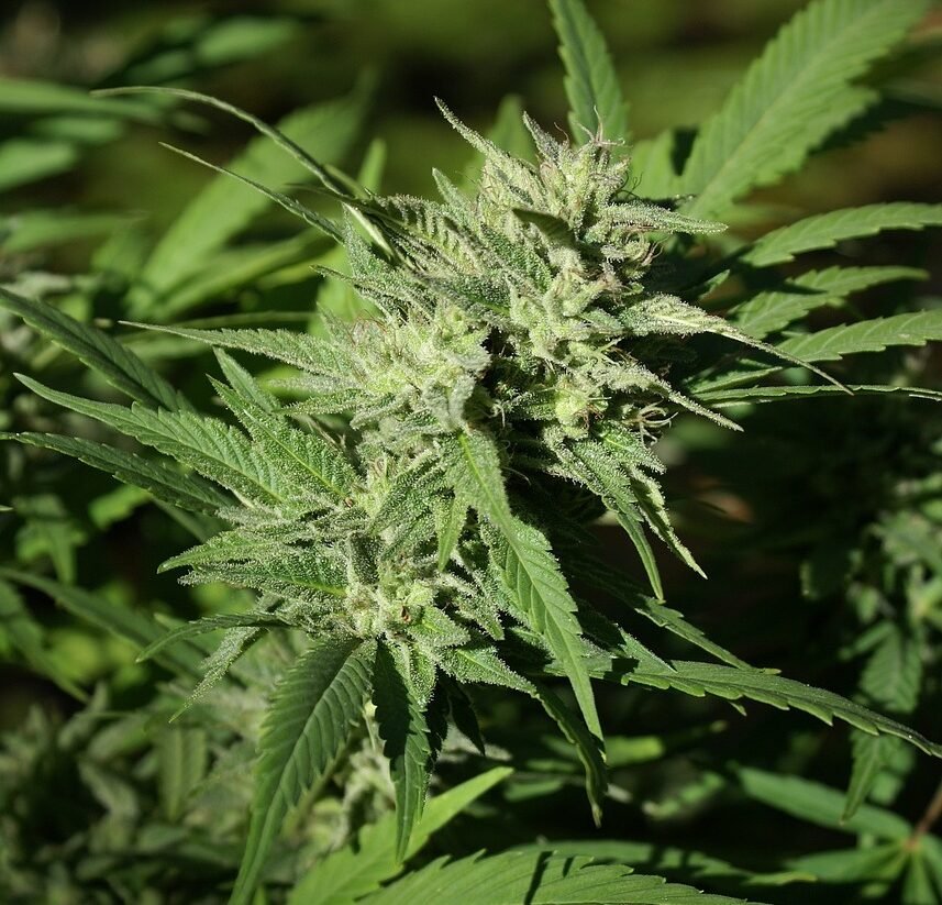 Cannabis Blüte die wichtigsten Wochen