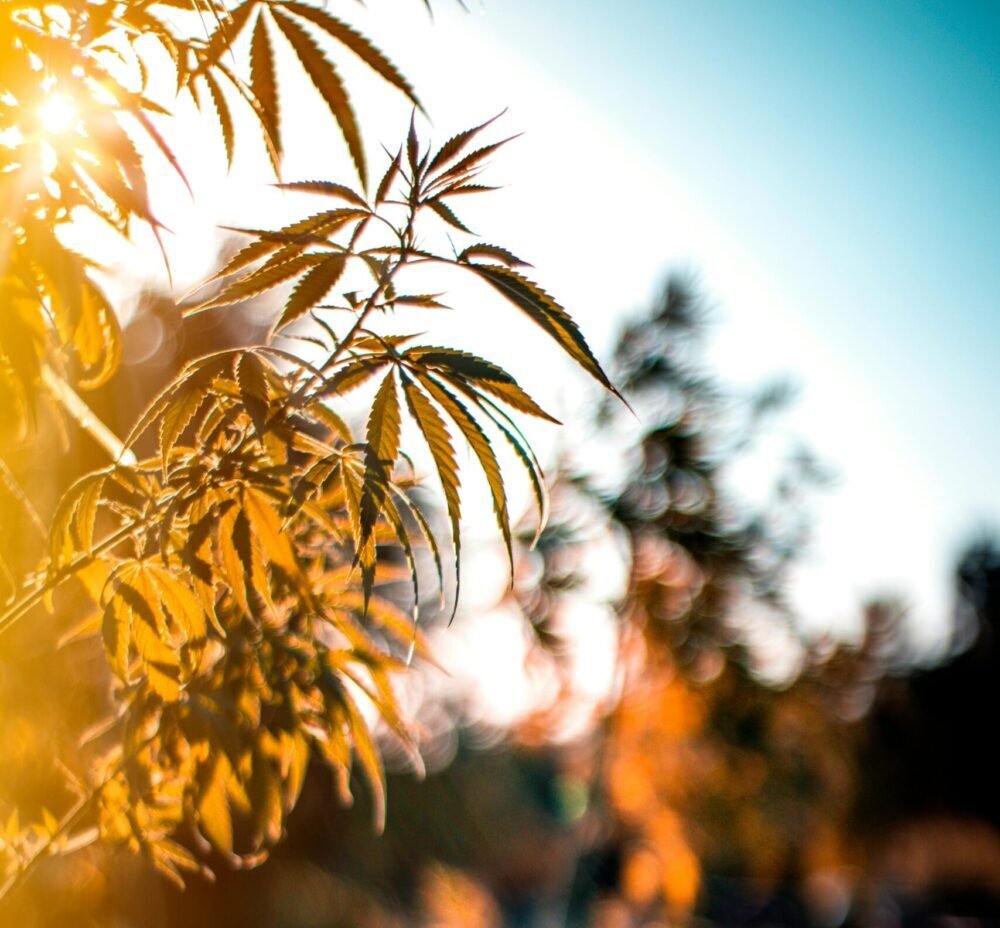 Der perfekte Start in den Cannabis Anbau Sommer