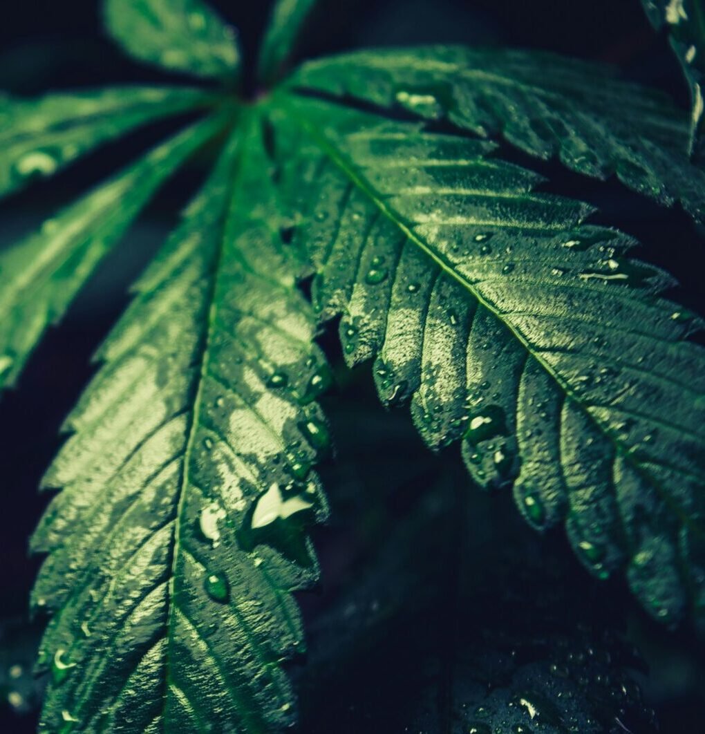 Das Missverständnis beim Flushen von Cannabis