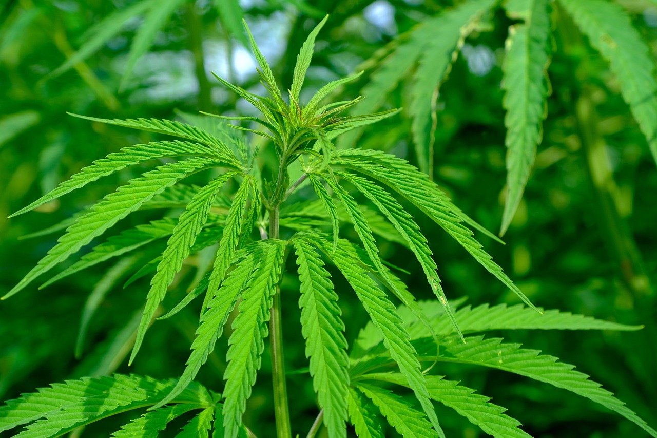 Cannabis Stretch: zu große Pflanzen verhindern