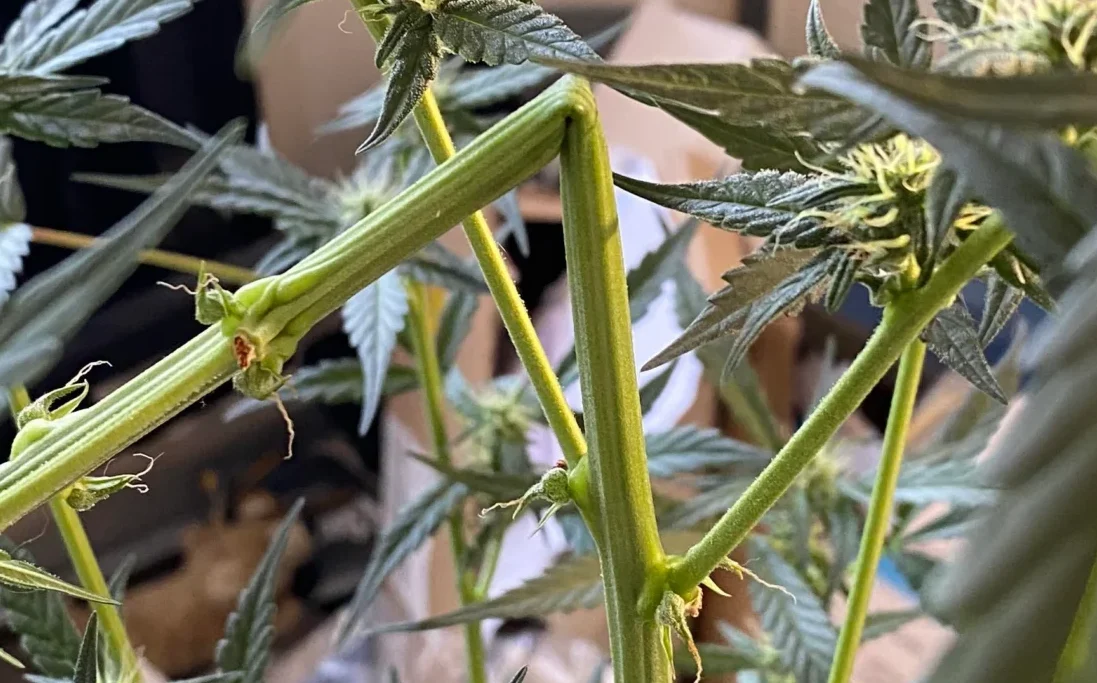 Cannabis Supercropping: Training für den Notfall